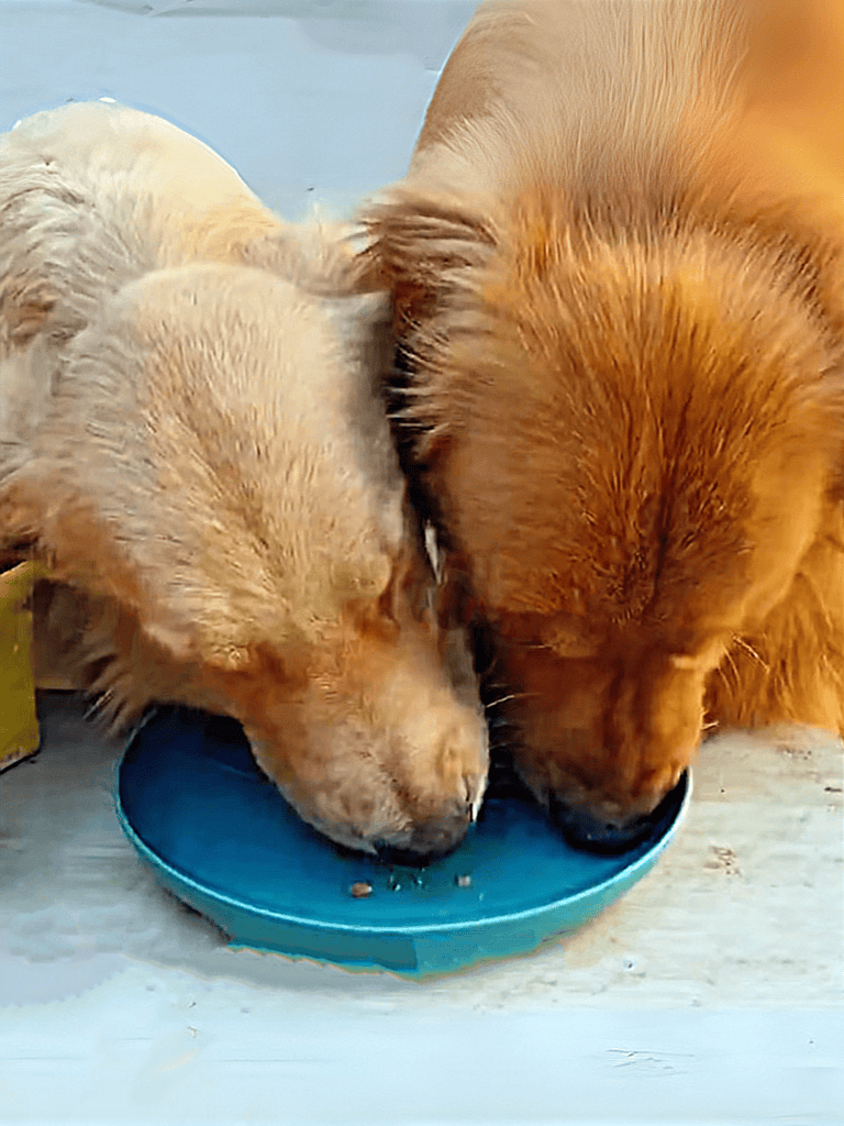 Dogs eating from a blue bowl, adorable golden retrievers enjoying a meal together, dog care, feeding, pet nutrition.