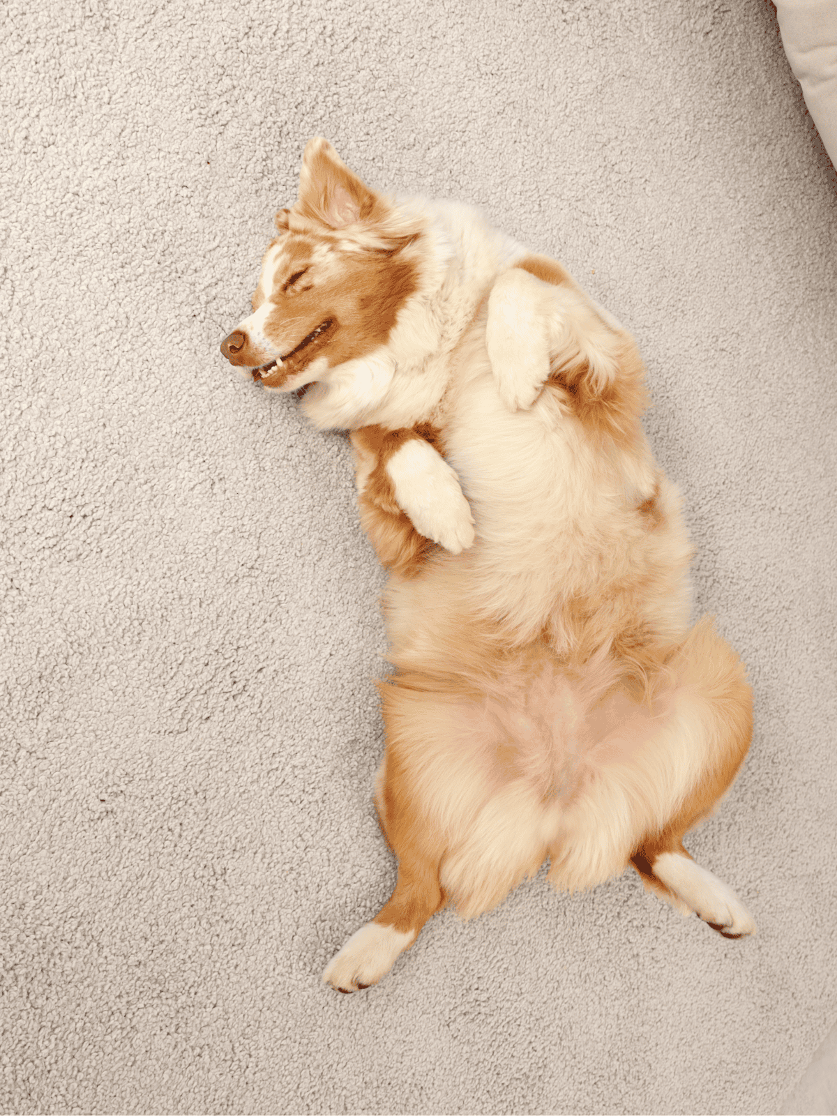 Dog lying on its back on carpet, enjoying a peaceful moment.