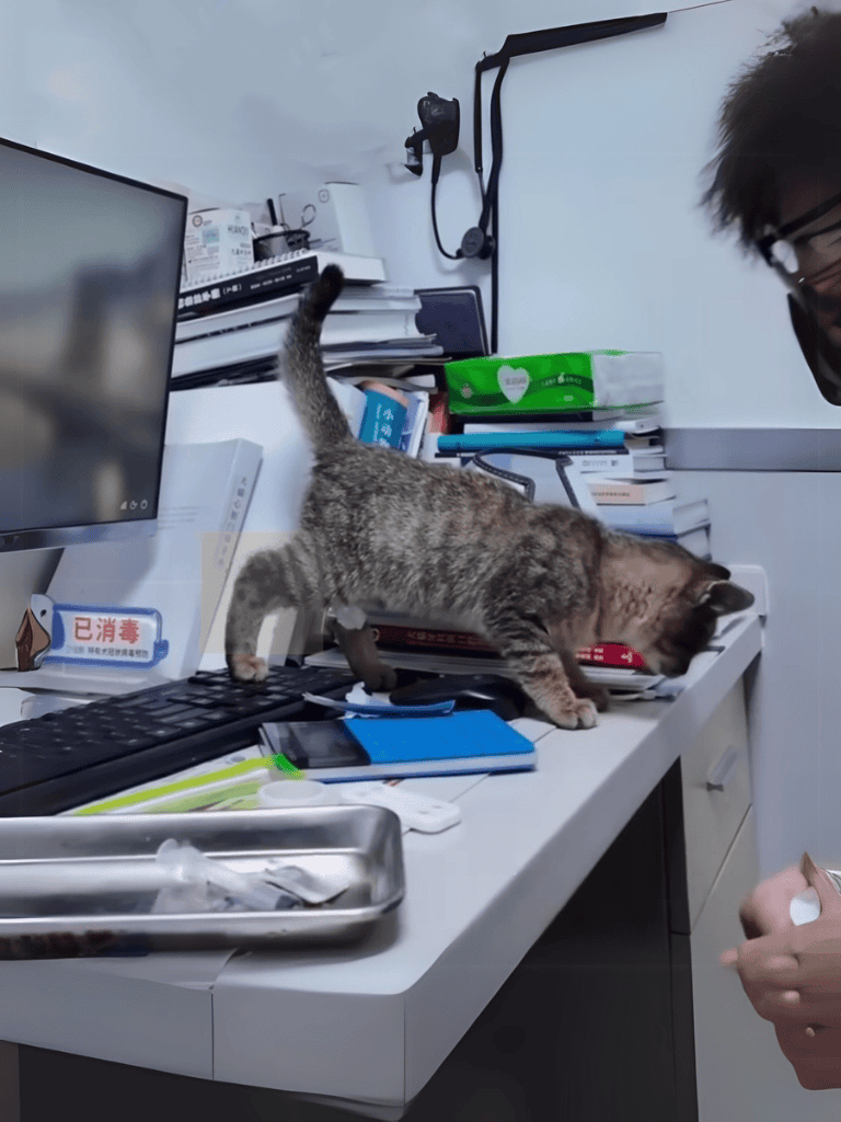 Adorable cat investigates cluttered office workspace with computer and books.
