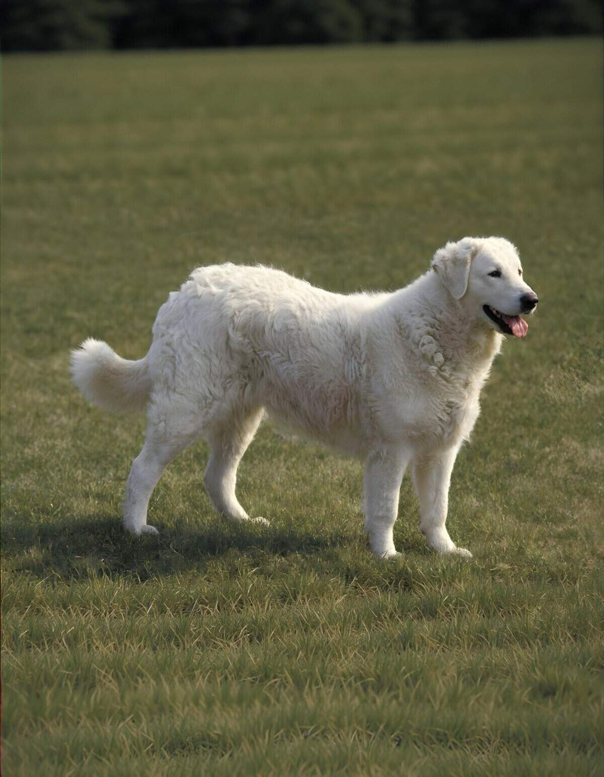 Friendly, playful dog in grassy field for walk and exercise.