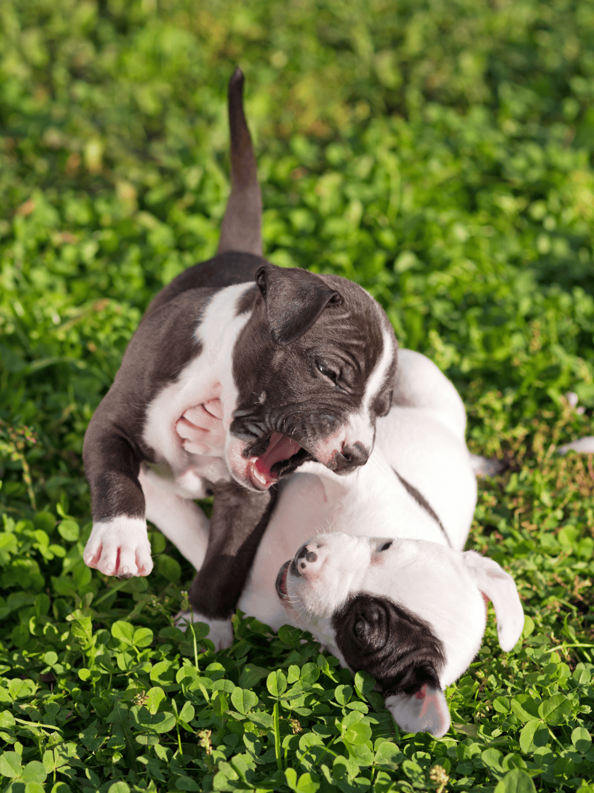 Cute puppies playing outdoors.