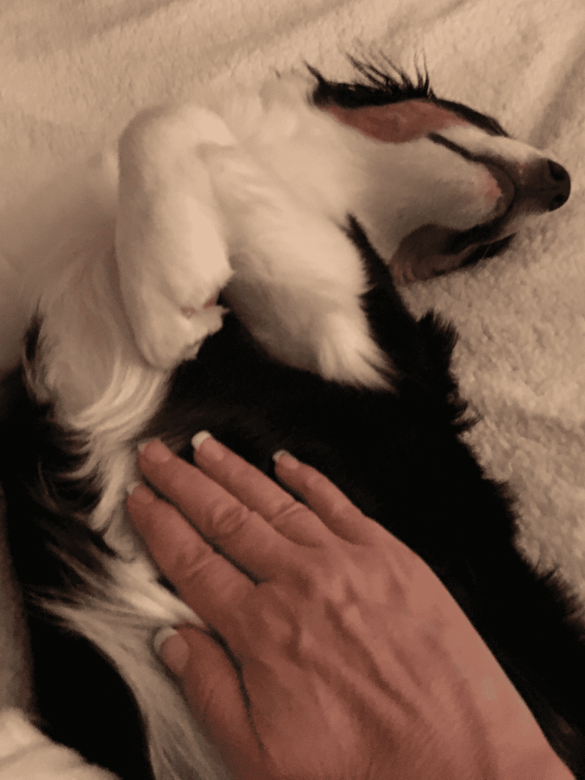Adorable dog sleep with hand touching, cozy pet therapy for stress relief.