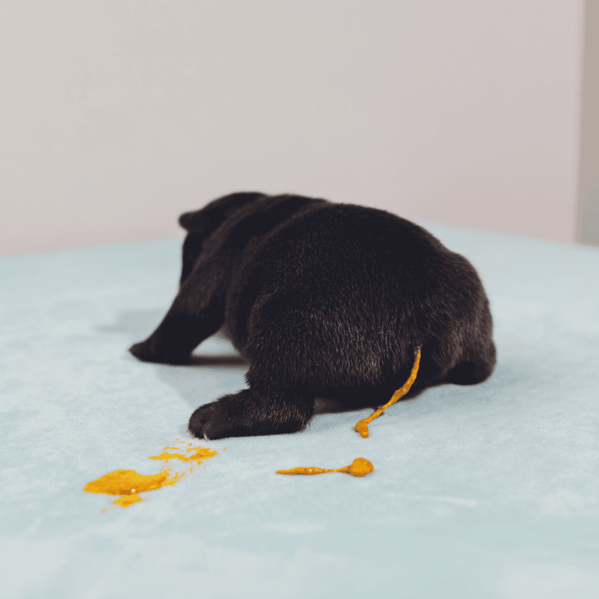 Cute puppy cleaning up spilled food on bed.