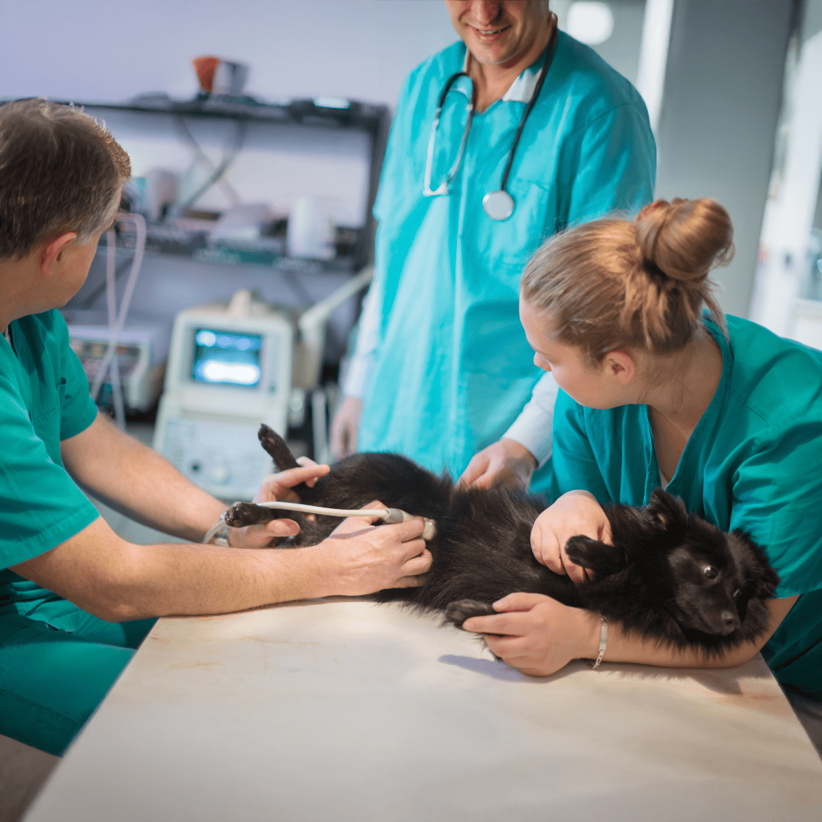 Veterinarian examining a black dog with ultrasound at veterinary clinic.