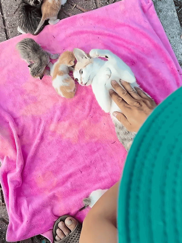 Adorable kitten and puppy interaction on soft pink blanket, playful and heartwarming scene.