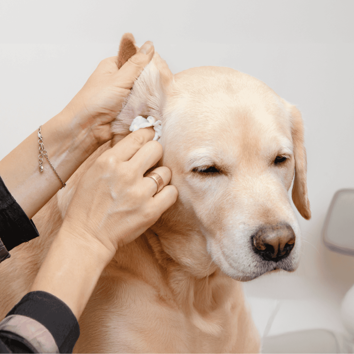Close-up of a person cleaning a Labrador Retriever's ear.