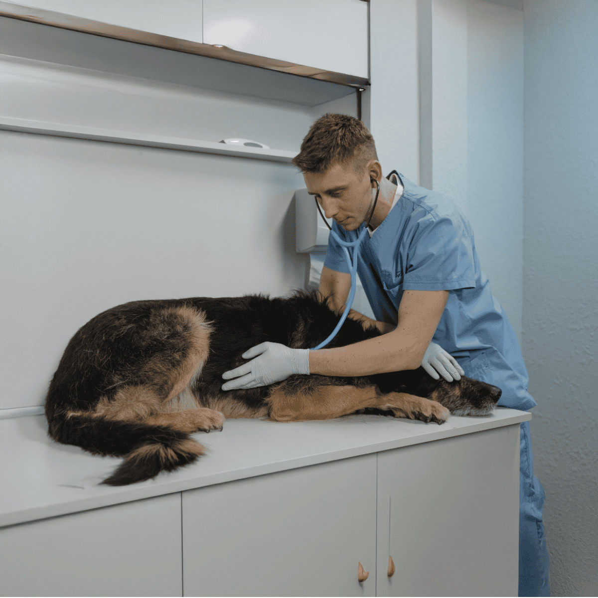 Stethoscope on dog's chest, vet in scrubs, caring for canine patient in clinic.