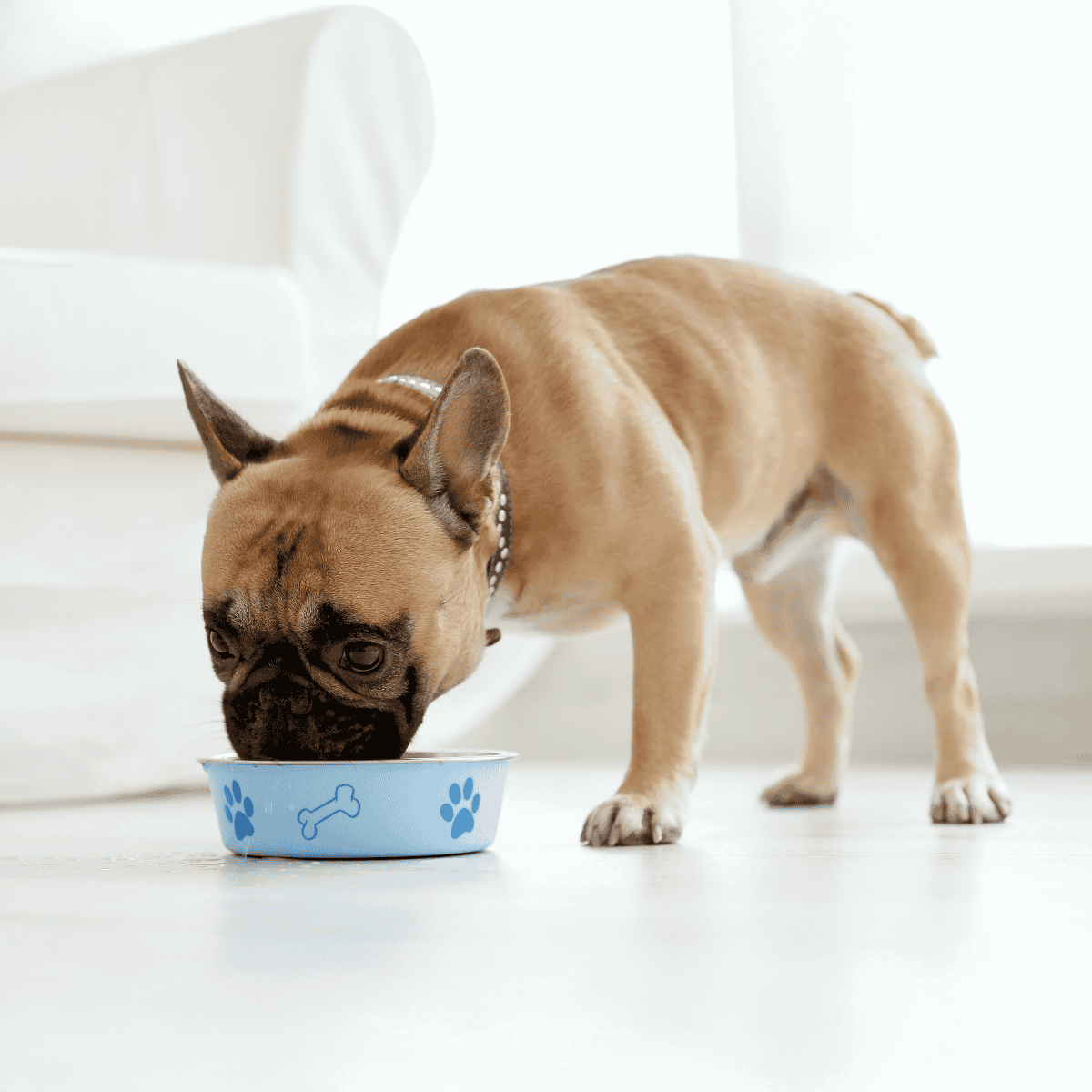 Dogfix.com promotes healthy dog nutrition and feeding solutions.