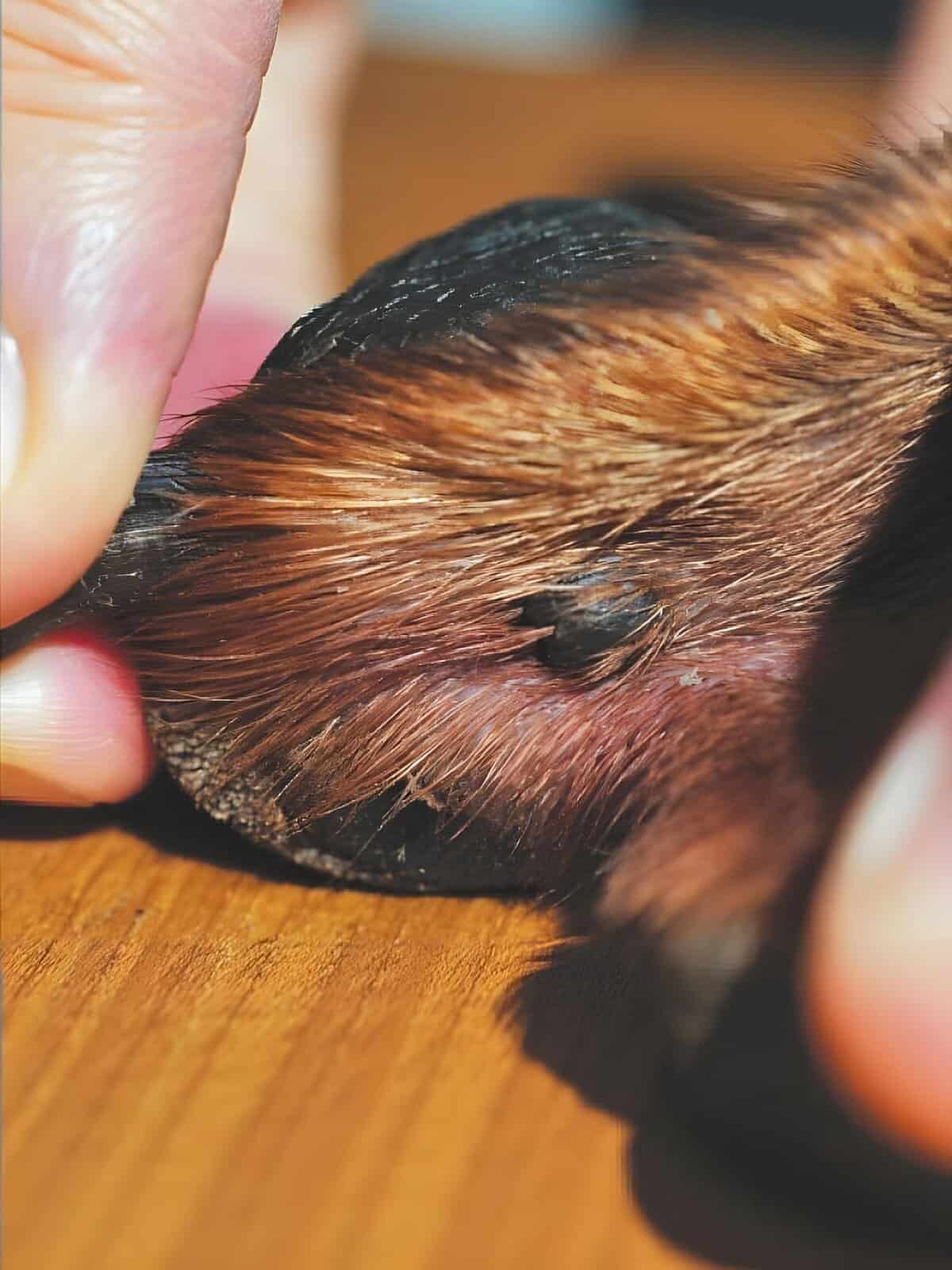 Close-up of a person removing a mats from a dog's fur, emphasizing grooming and pet care.