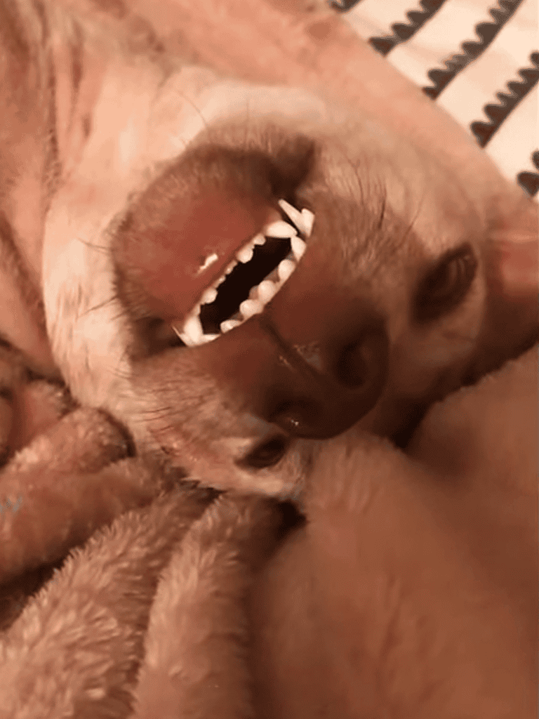 Adorable dog lying on bed with friendly face, relaxed and happy, cozy indoor setting.