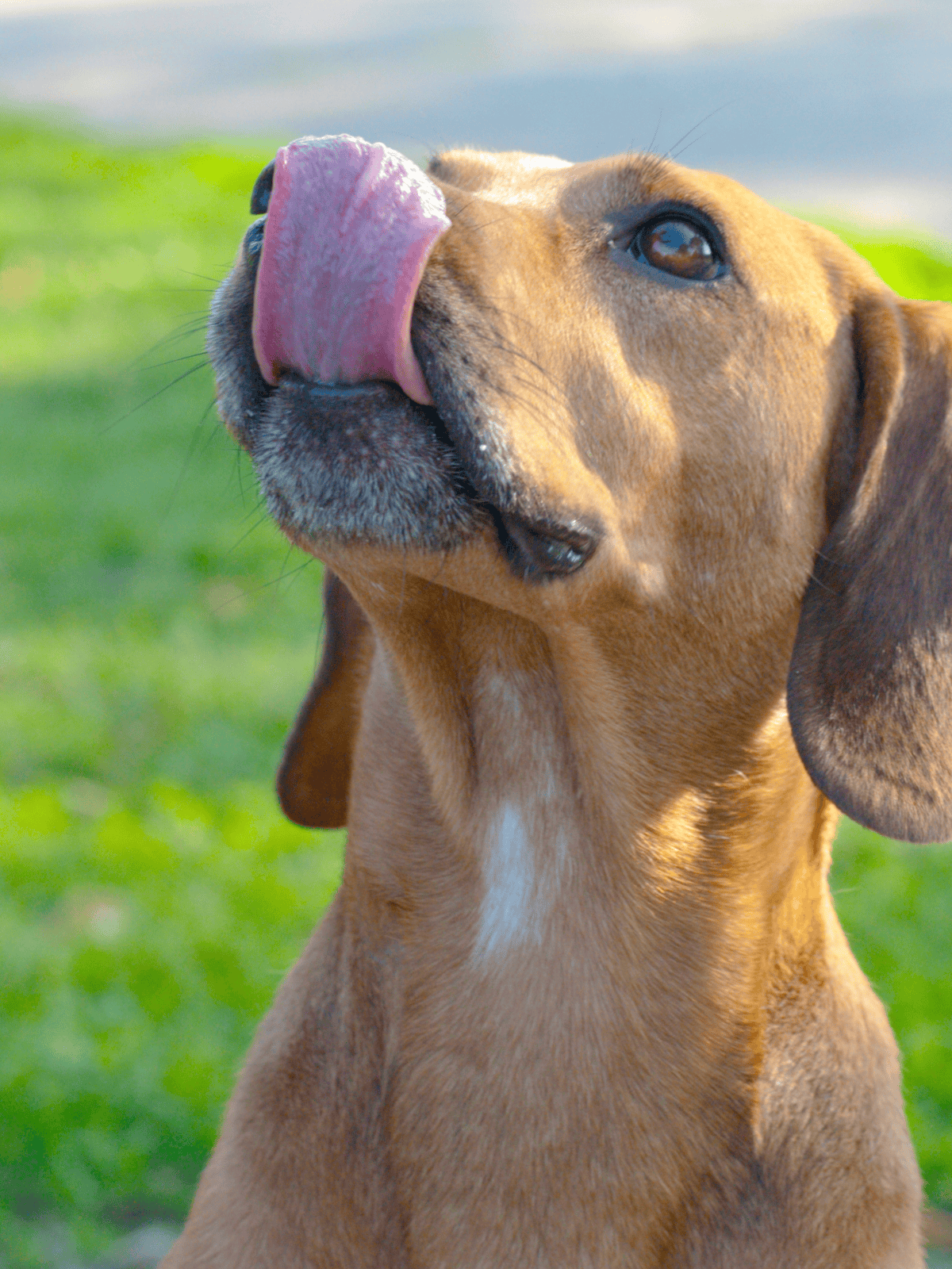 Dog licking nose, outdoor park, close-up of a happy dog.