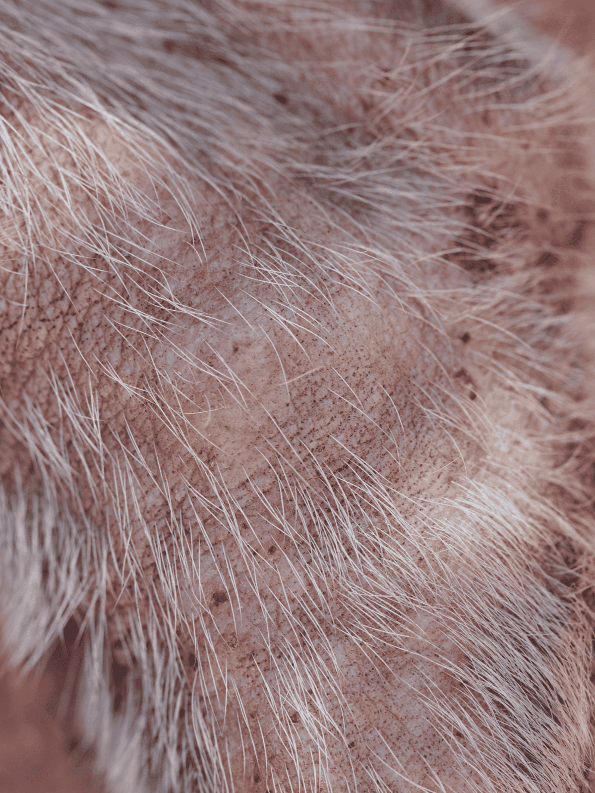Close-up of a dog's skin and fur, emphasizing grooming and coat health.