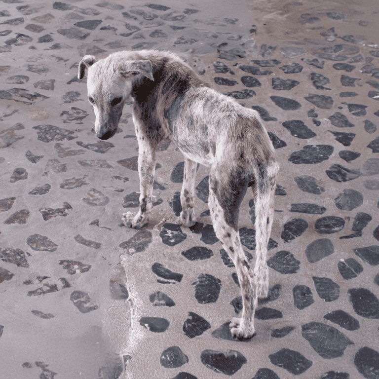 Adorable greyhound standing on cobblestones, showcasing playful and gentle nature.
