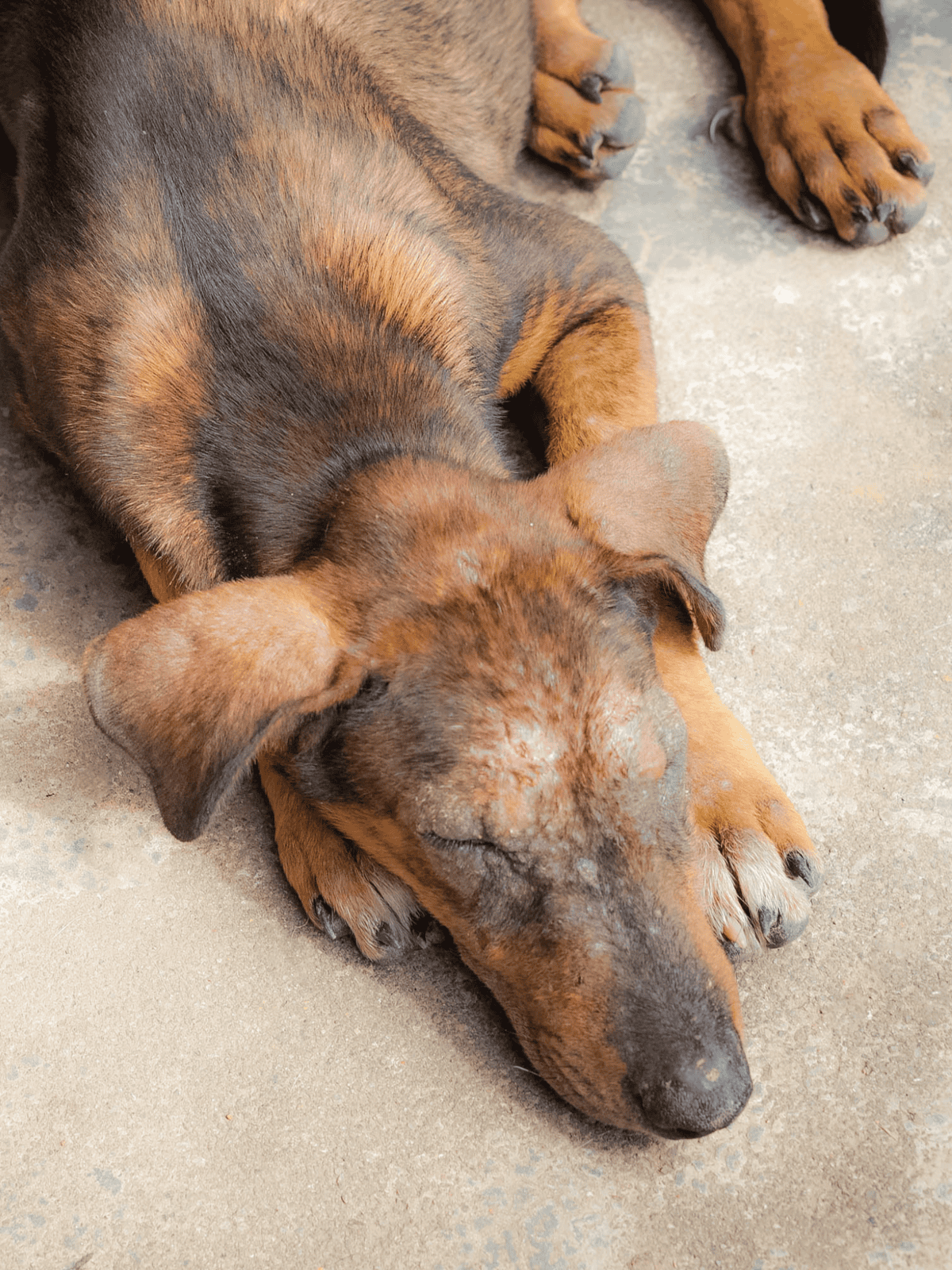 Dog lying peacefully on concrete surface, resting comfortably.