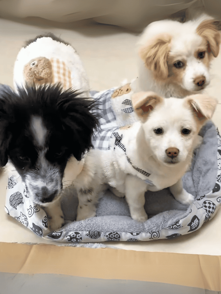 Adorable puppies in cozy dog bed, perfect for pet lovers, dog care, and puppy comfort.