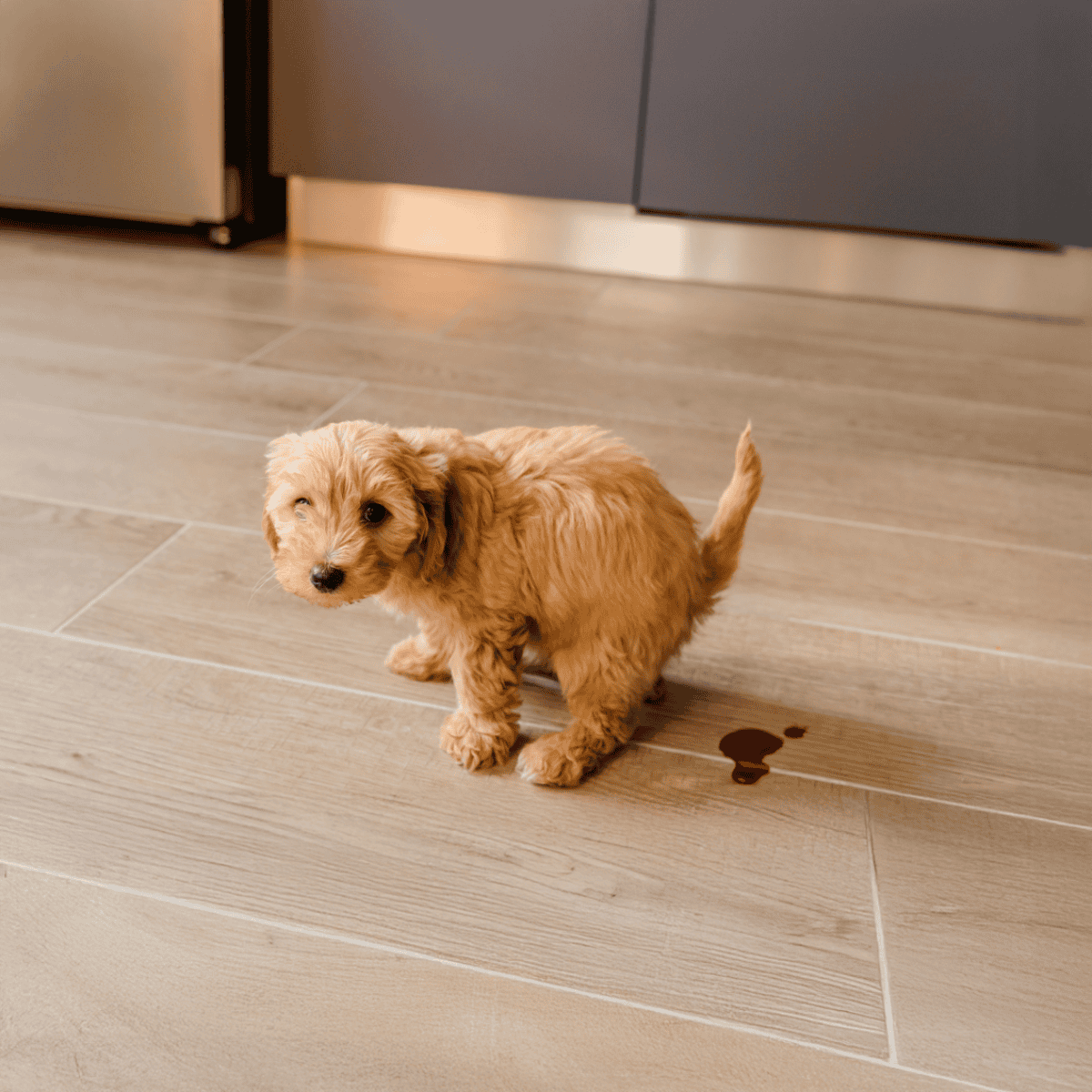 Adorable puppy sitting on wooden floor near spilled liquid, showcasing pet accident in home.