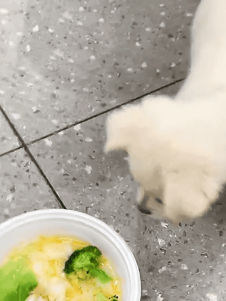 Adorable puppy curiously looks at food bowl.