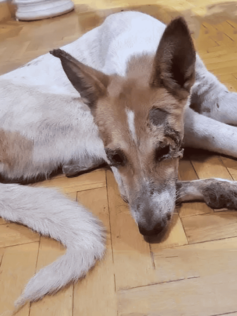 Adorable rescue dog resting on a wooden floor looking tired yet cute.