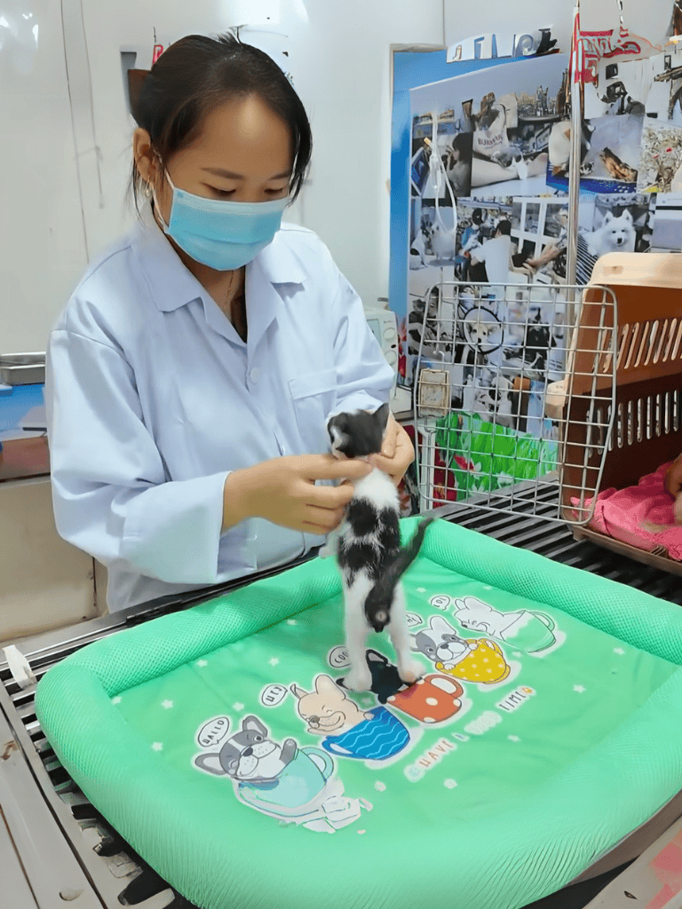Adorable black and white kitten being examined by a veterinarian in a clinic.