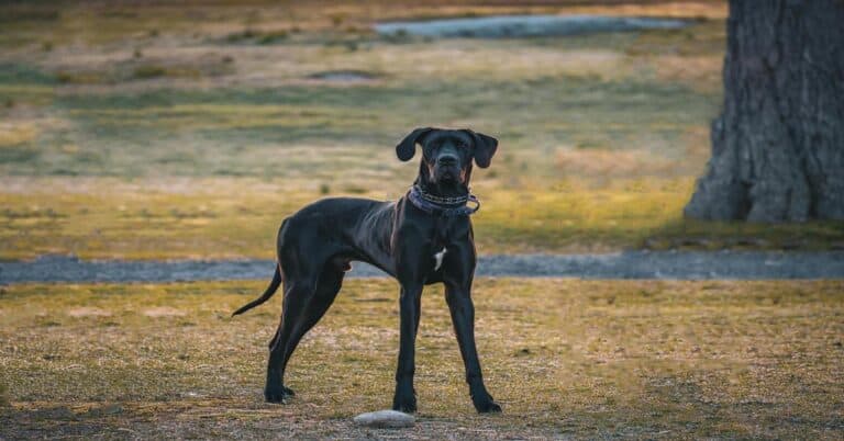 Large black dog standing outdoors.