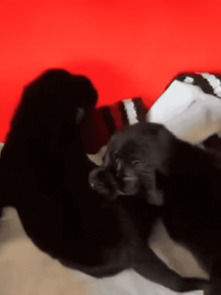 Adorable black puppies cuddling on a cozy bed with bright red background.