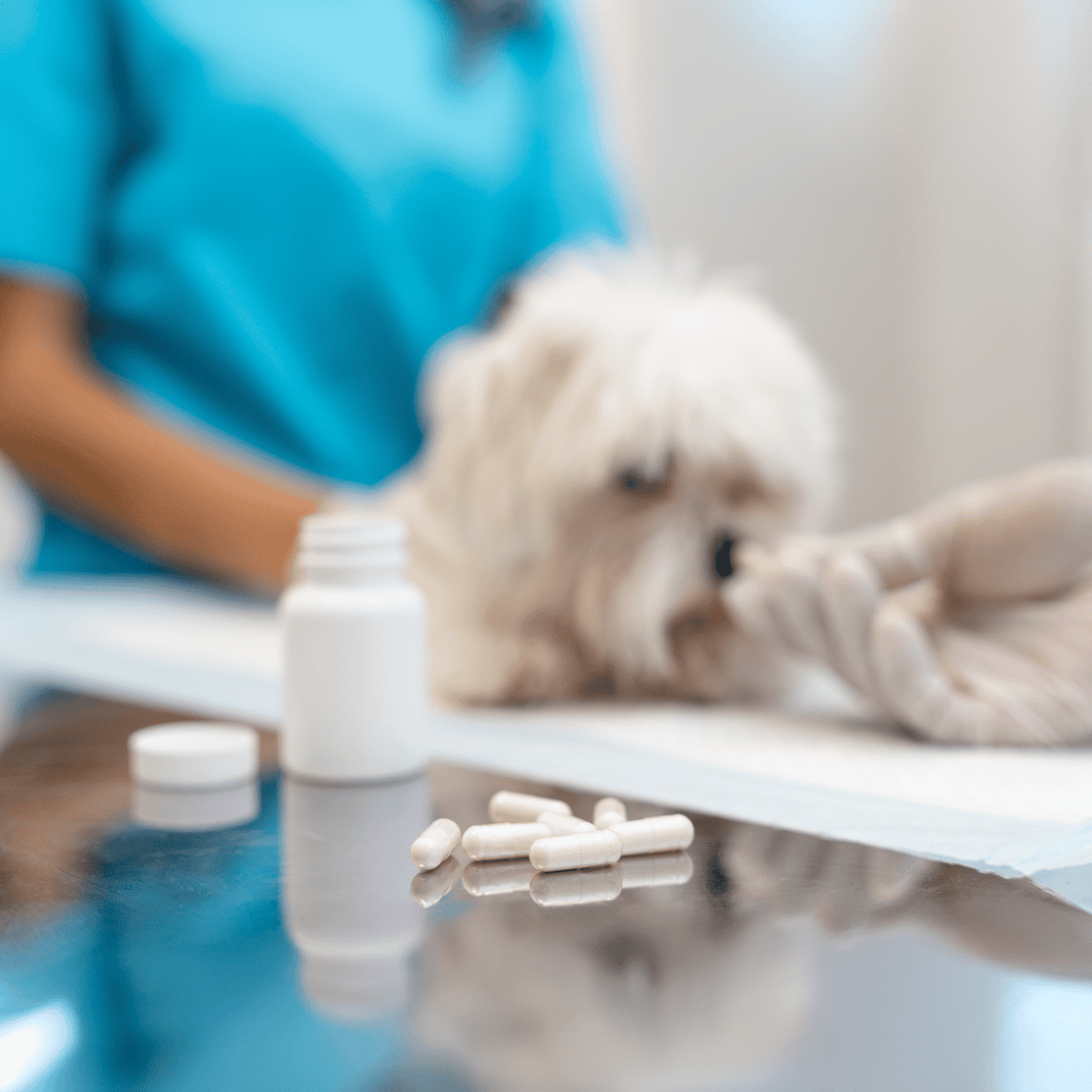 Vet giving medication to a dog, focusing on animal health and wellness.
