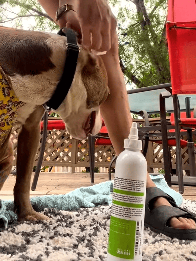 A dog being treated outdoors with a spray bottle for pet care.
