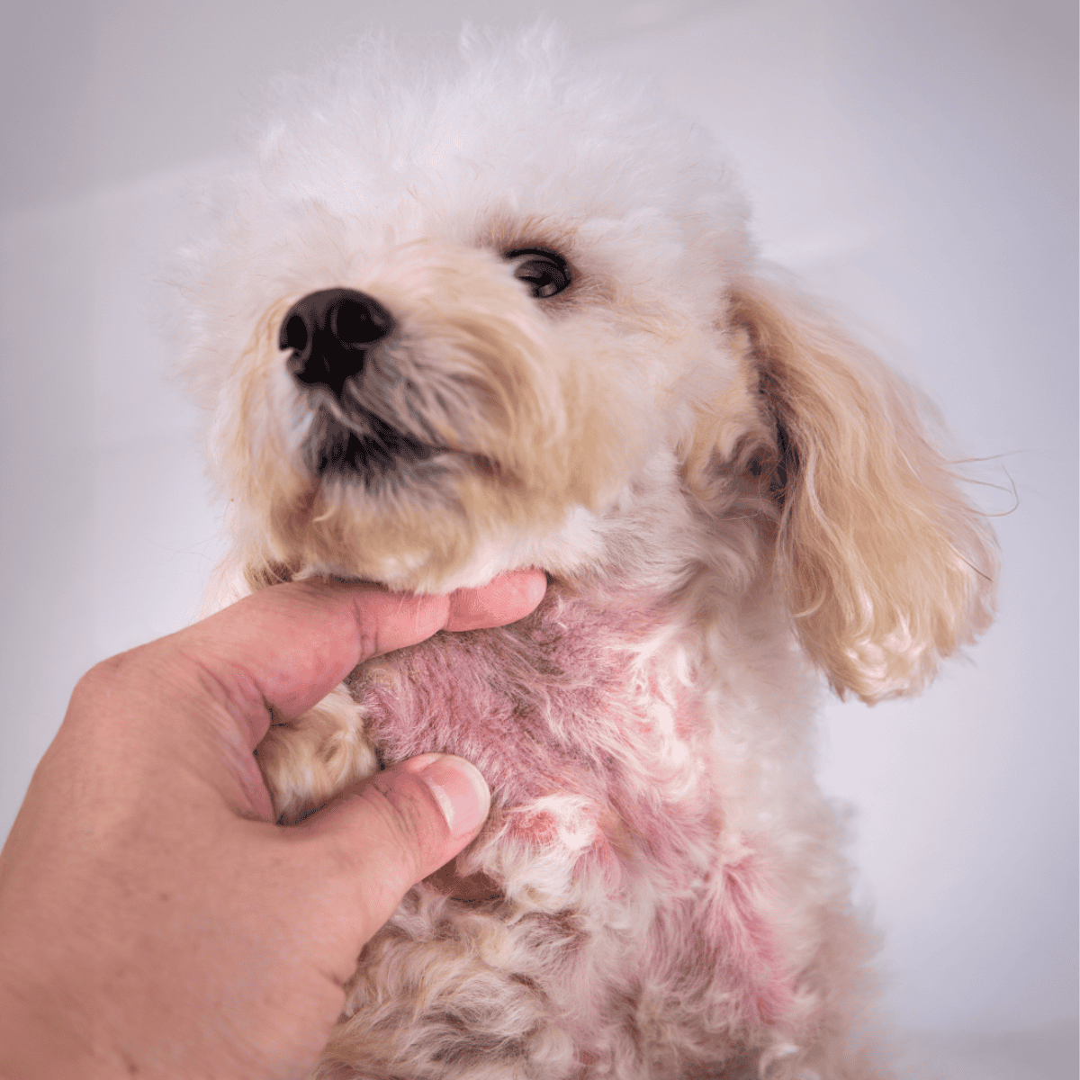 Close-up of a dog with skin allergies and skin inflammation, being examined by a veterinarian, demonstrating pet skin health care.