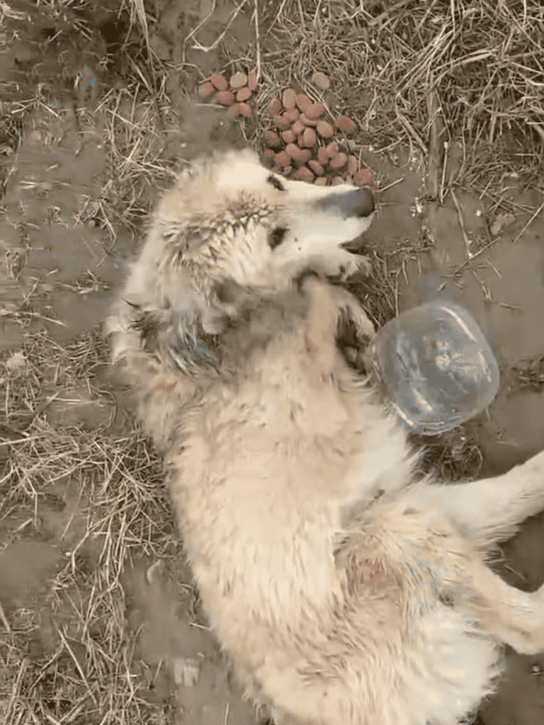 Adorable Golden Retriever puppy lying on dirt with a plastic bottle and red dog food kibbles nearby, enjoying a relaxed moment outdoors.