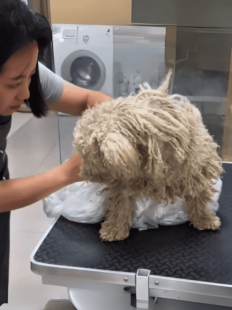 Clean, groomed dog on grooming table at vet office.