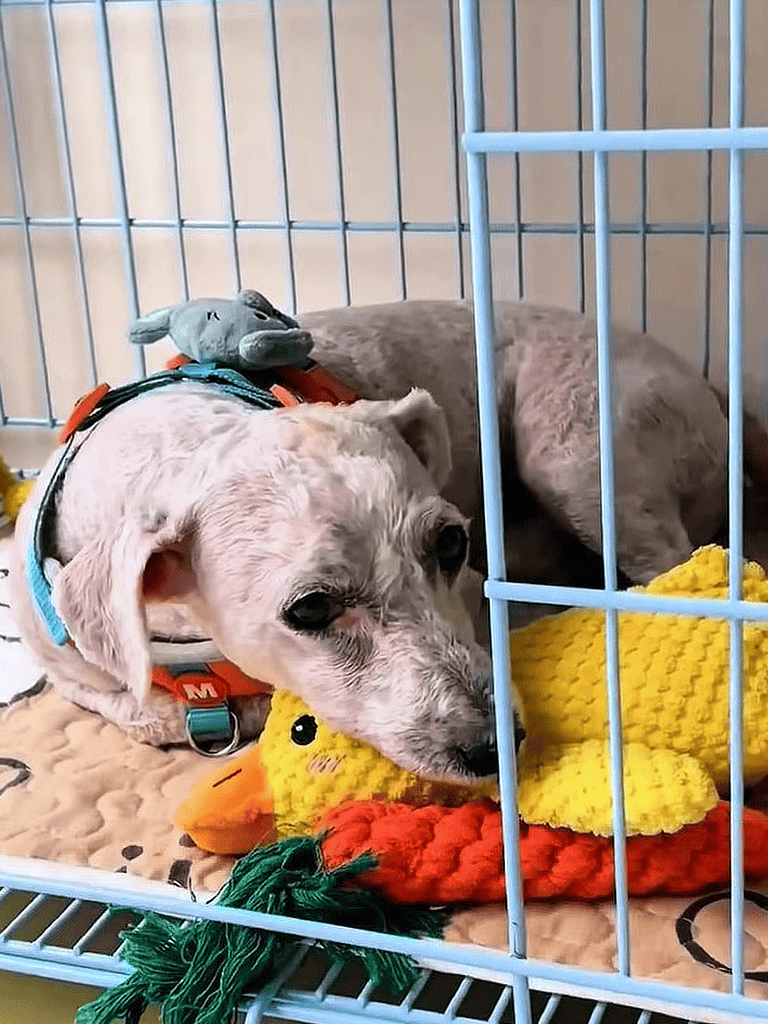 Adorable puppy cuddling with plush toy in dog crate.