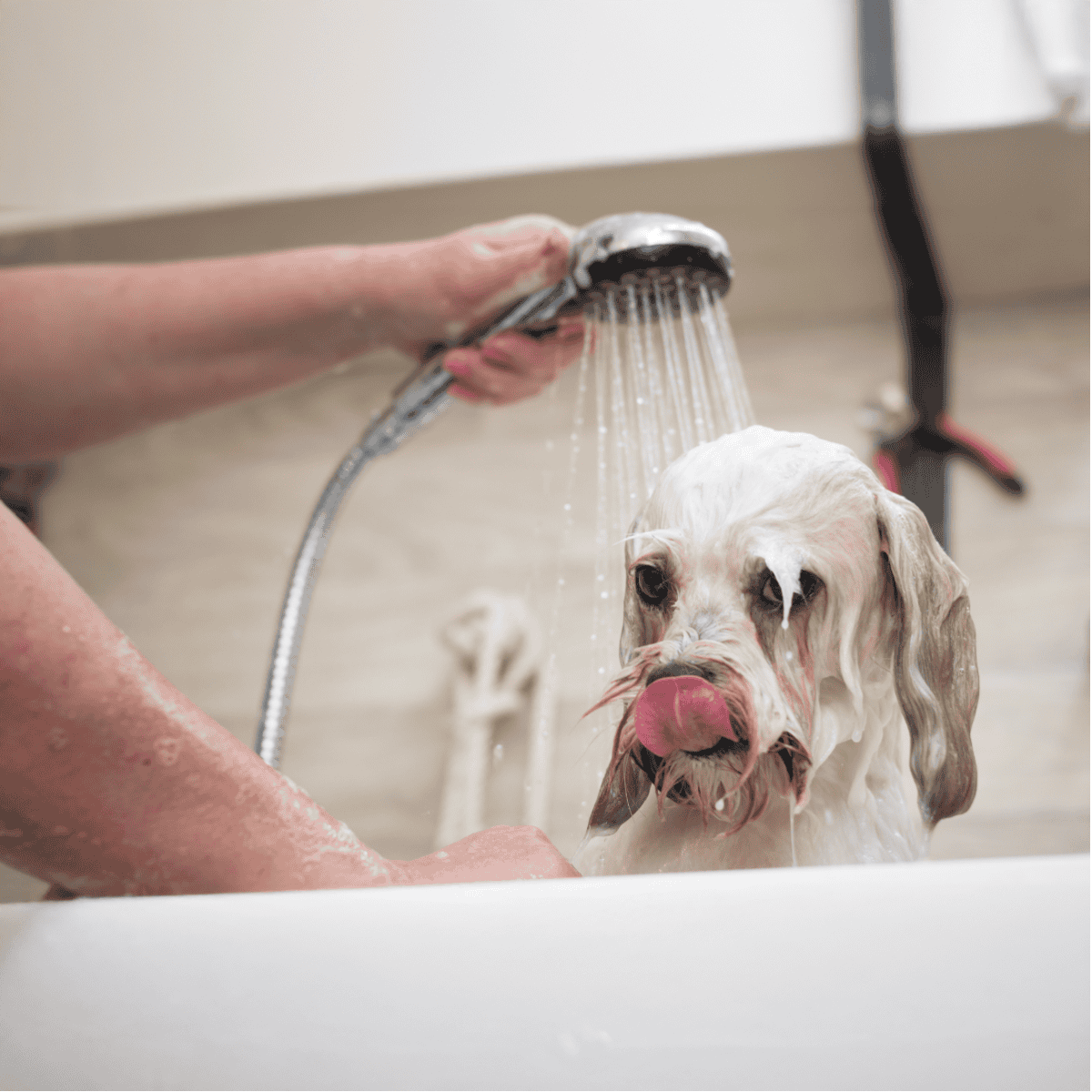 Dog being bathed with shower at pet grooming station.
