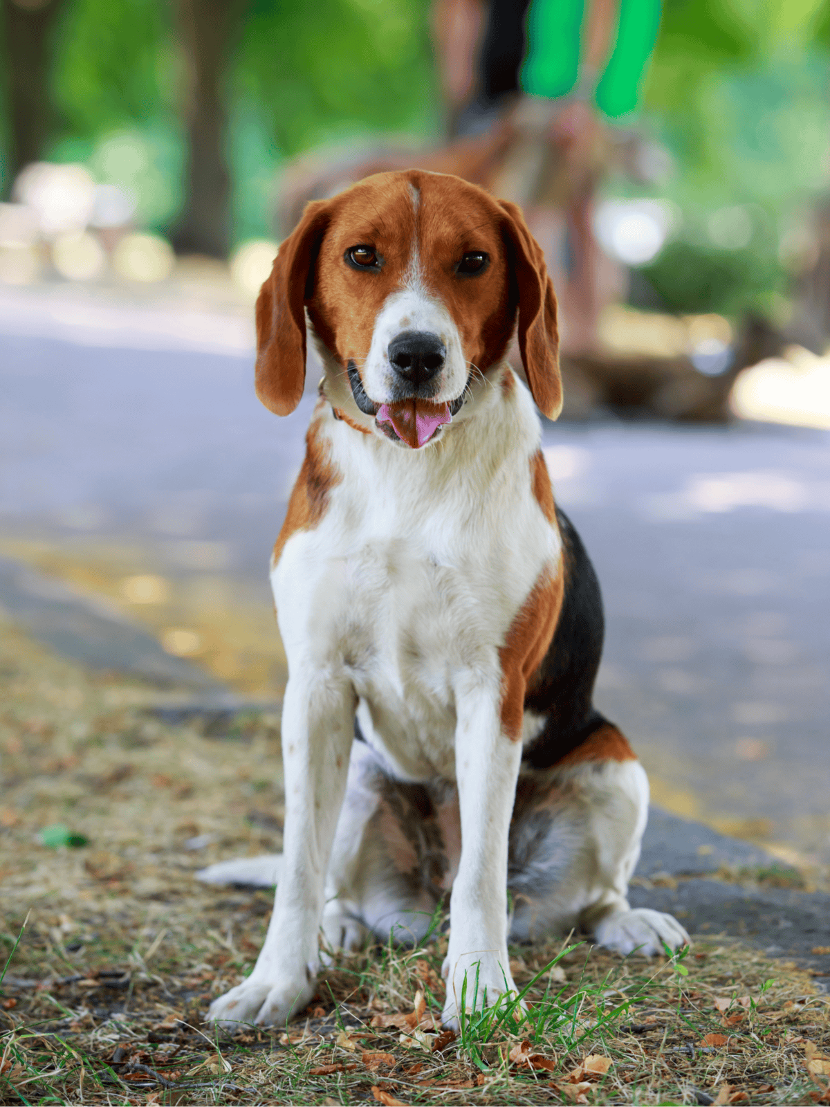 Adorable beagle sitting on grass with blurred park background.