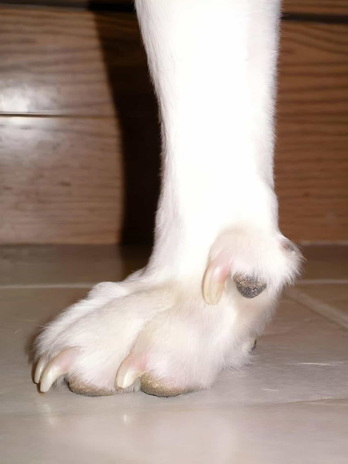 Close-up of a dog's paw showing clean nails and soft pink pads, highlighting pet grooming and care.