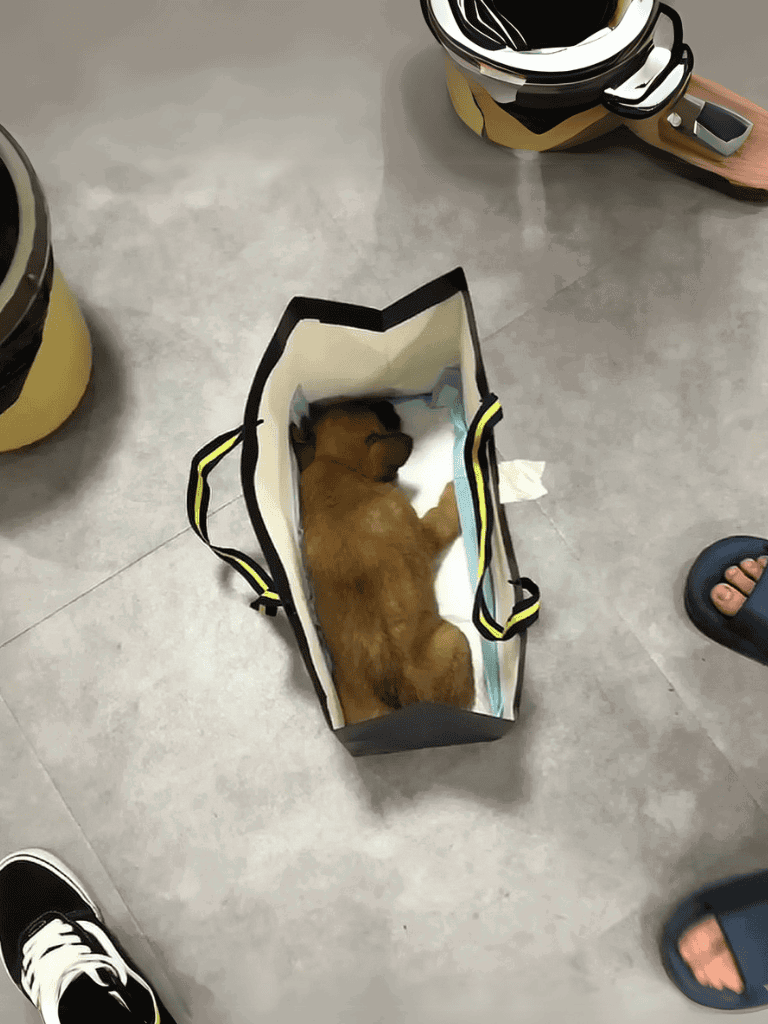 Adorable puppy peacefully sleeping in a shopping bag, surrounded by shoes on a grey floor. Ideal for pet safety and dog adoption themes.