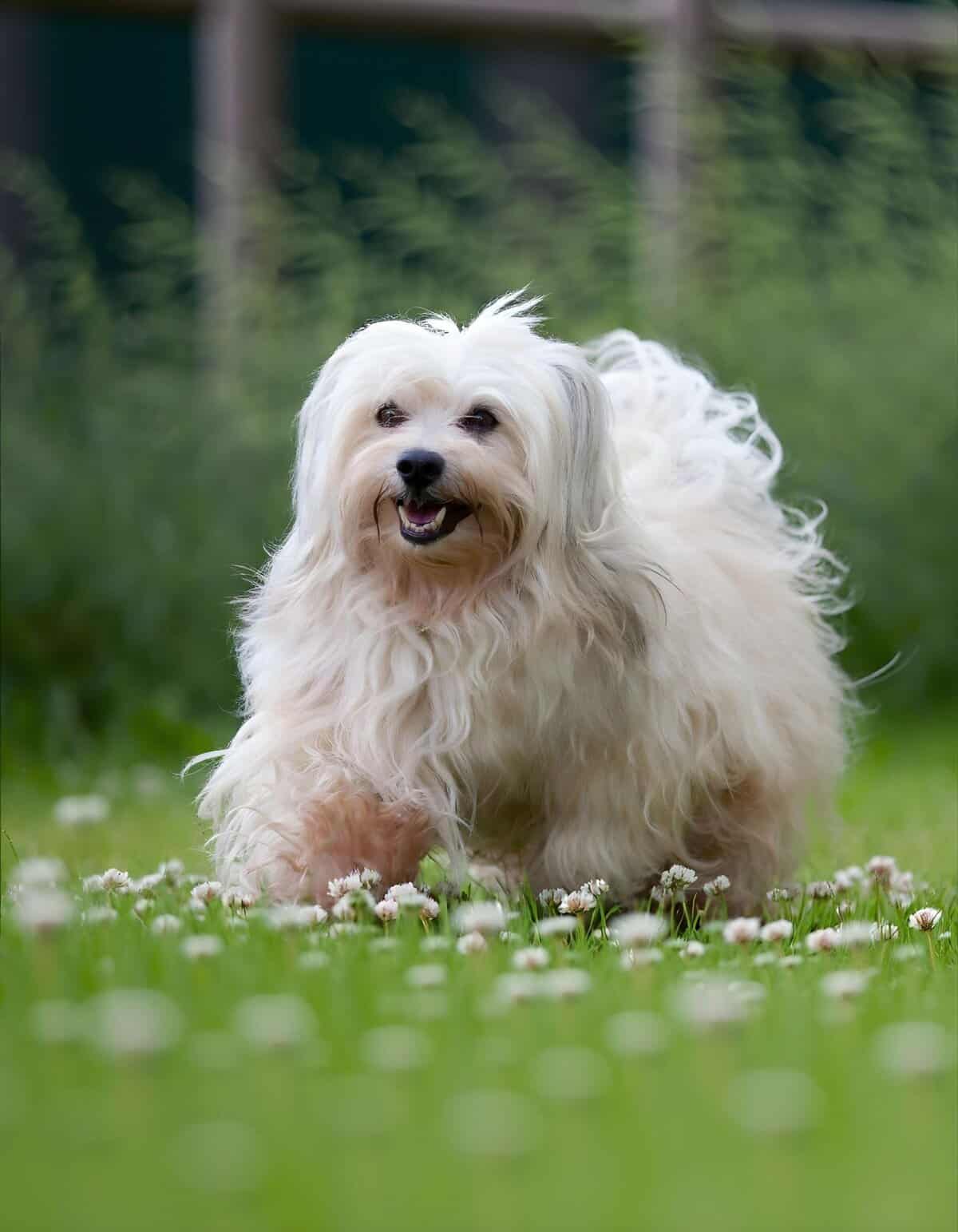 Cute fluffy dog playing on grass with white flowers, happy and energetic in a natural setting.