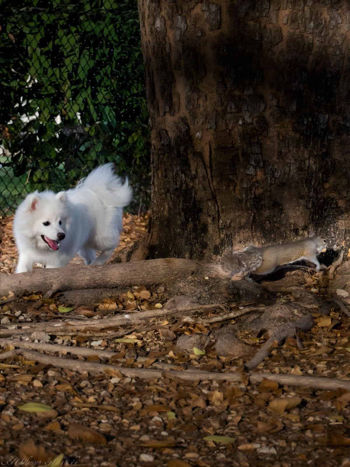 Cute dog exploring forest ground with leaves and fallen branches near large tree.