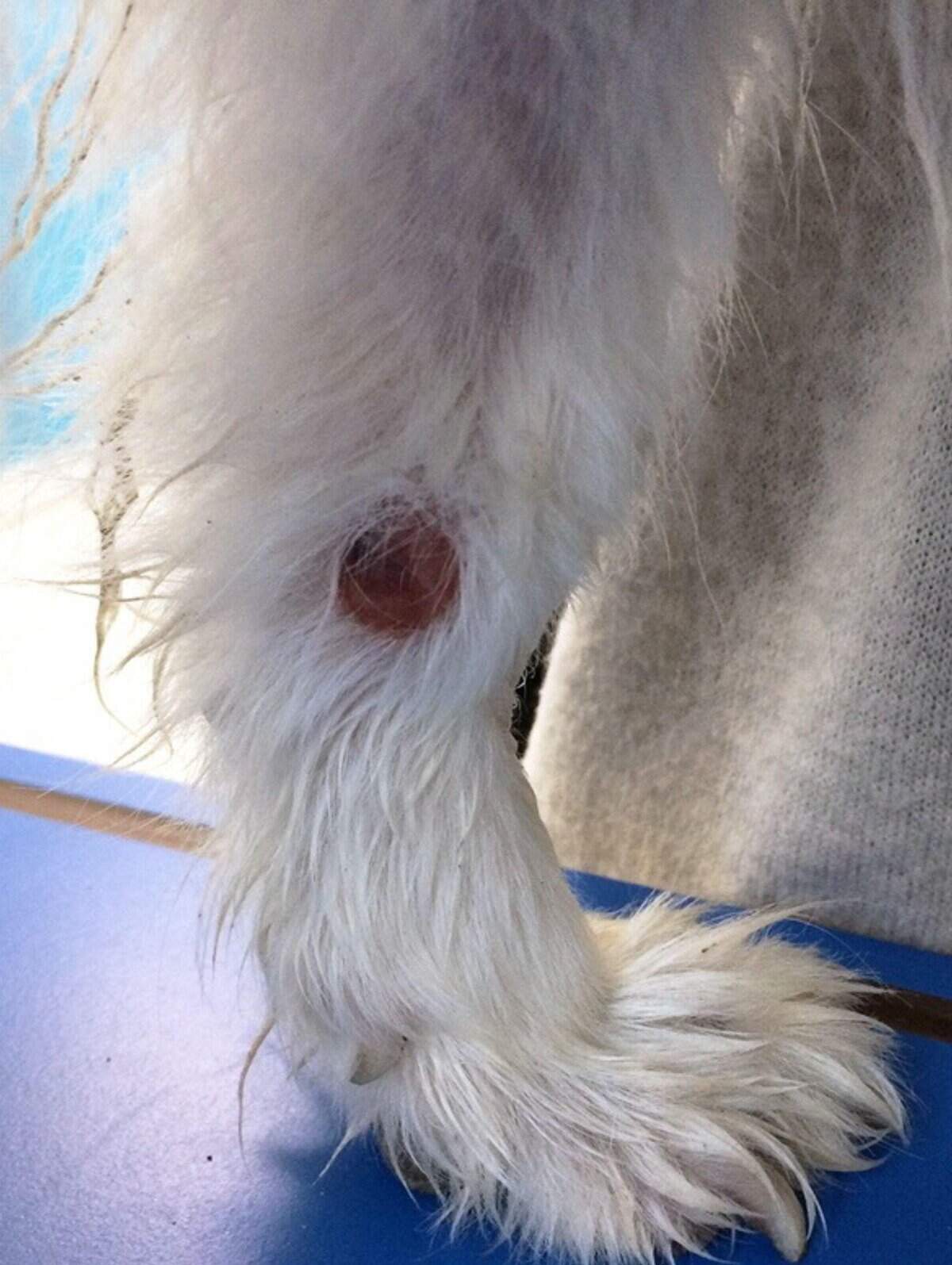 Close-up of a wet dog paw, grooming and pet care, hygiene, and cleanliness.
