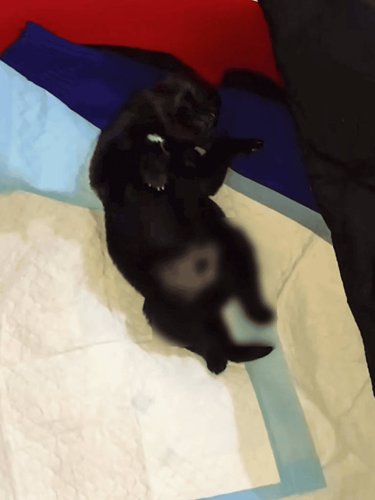 Cute black puppy playing on floor, lying on its back with paws up, indoors.