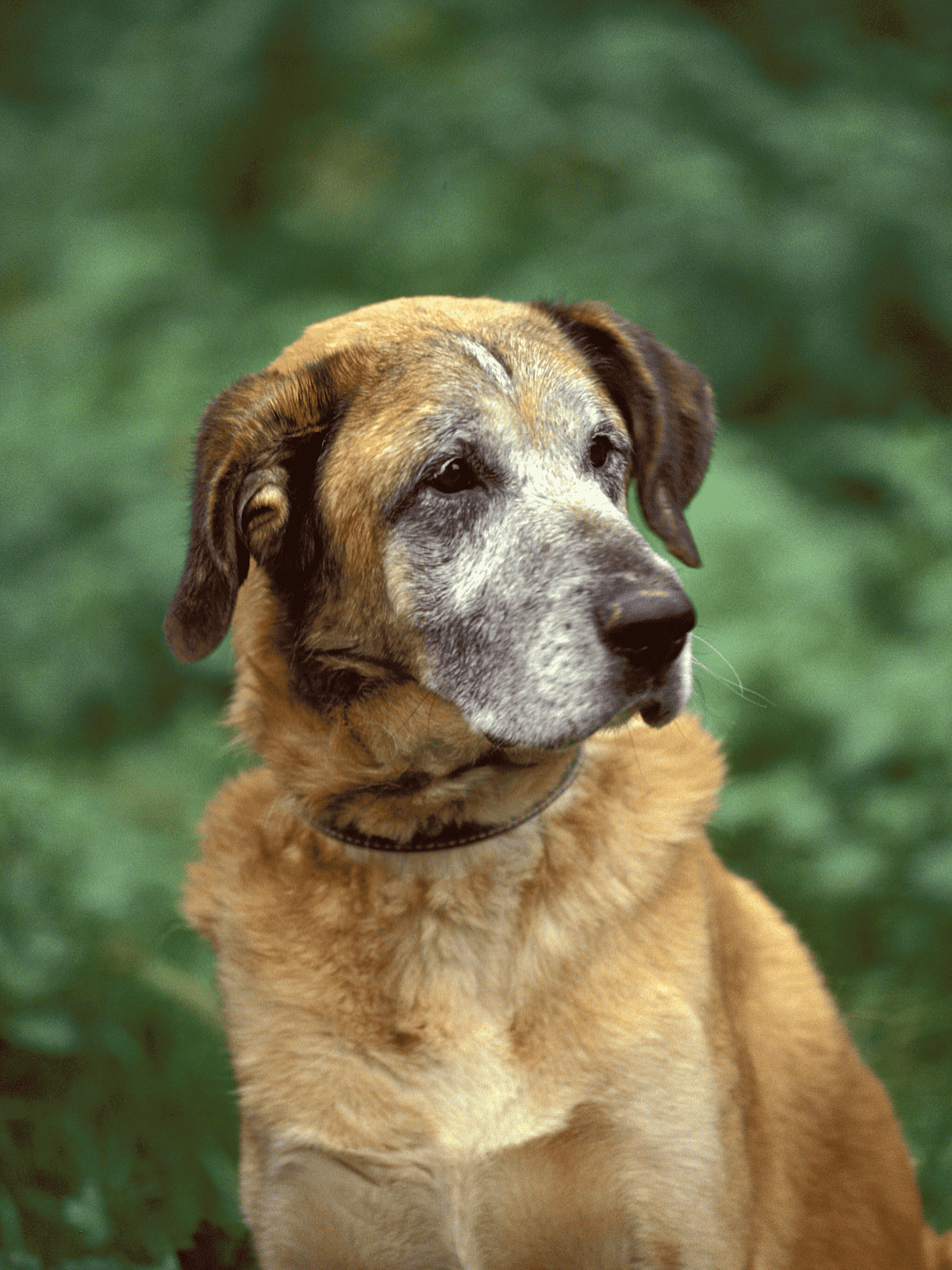 Loyal senior dog with gray face and friendly expression in natural setting.