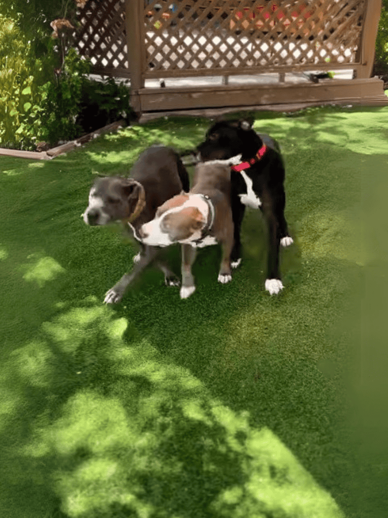 Adorable puppies playing on lush green grass outdoors.