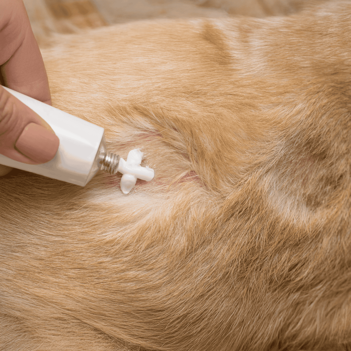 All-natural flea medication for dogs, effective flea prevention, pet-safe flea control.