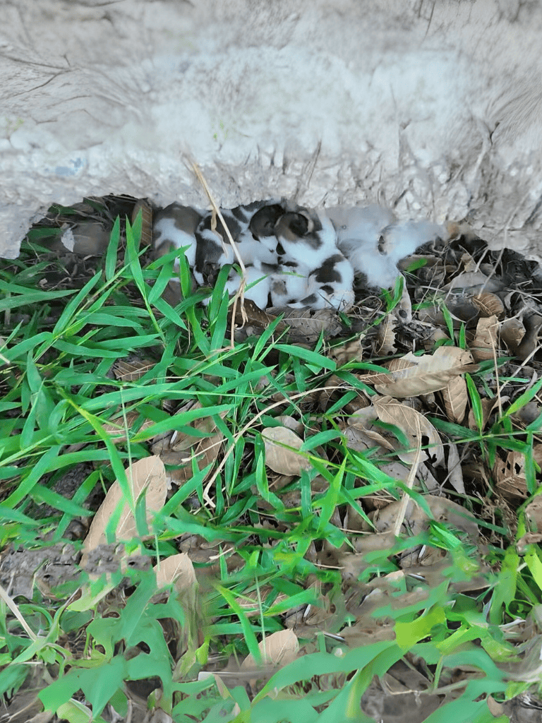 Adopt, puppies, nest, dog, animal, rescue, newborn, shelter, litter, care, cute, adorable.