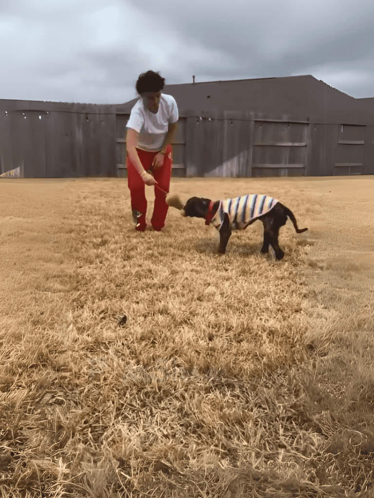 Cute dog and owner playing fetch in a grassy yard.