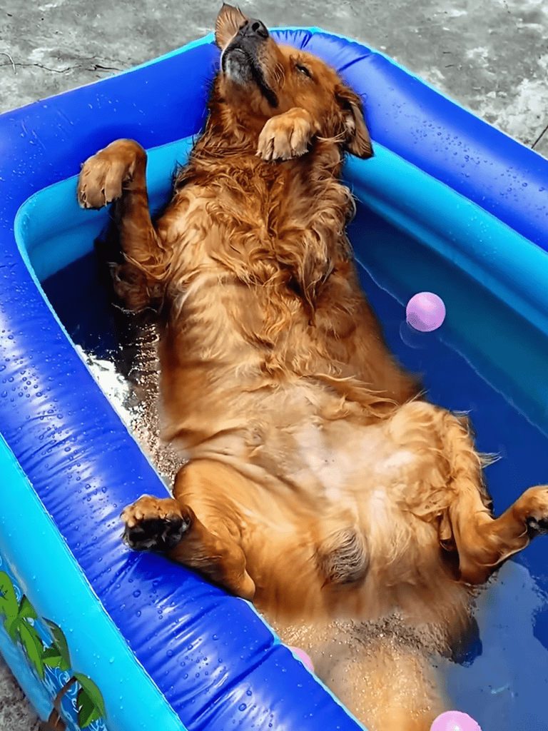 Golden retriever enjoying water play in inflatable pool with pink toy for dogs' fun and cooling.