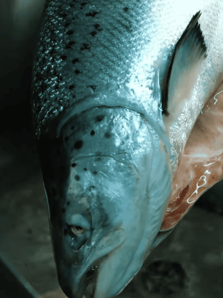 Close-up of a fish being cleaned for cooking or preservation.