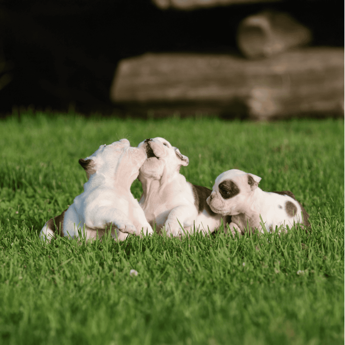 Adorable Boston Terrier puppies playing on lush green grass outdoors.