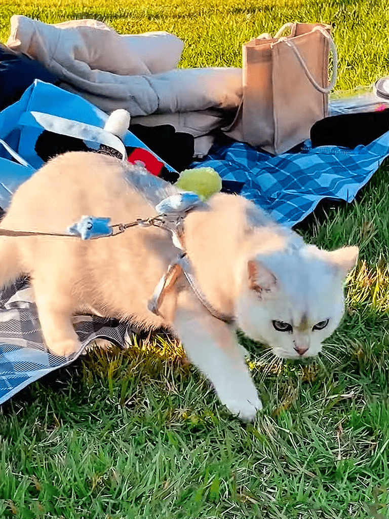 Lively puppy in harness walking on grass during picnic outing.