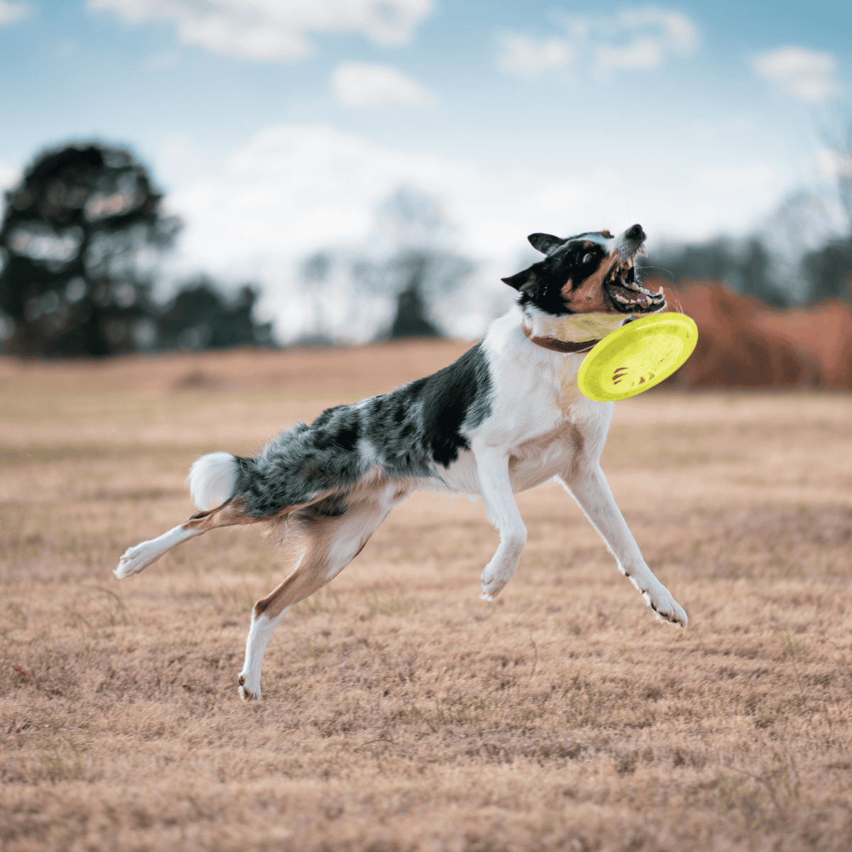 Dog fetching frisbee in open field filled with grass and trees.