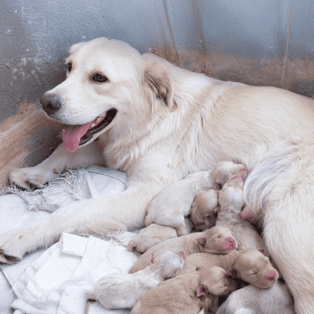 Adorable golden retriever mother caring for her puppies in a cozy, natural setting.